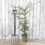 Silver Surprise Ceanothus Plant in 3 Litre Pot