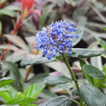 Yankee Point Ceanothus Flower