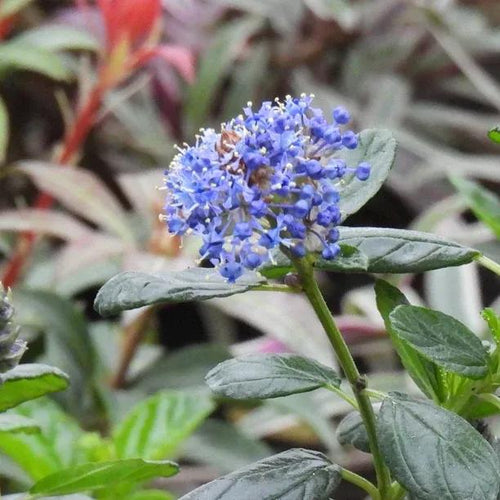 Yankee Point Ceanothus Flower