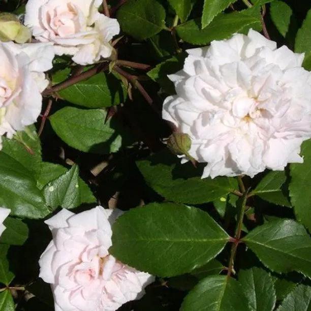 Cecile Brunner Climbing Rose Flowers