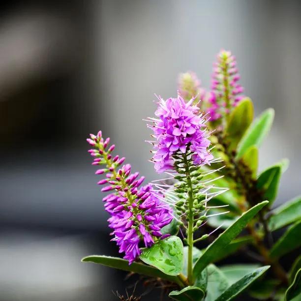 Celebration Hebe Flowers