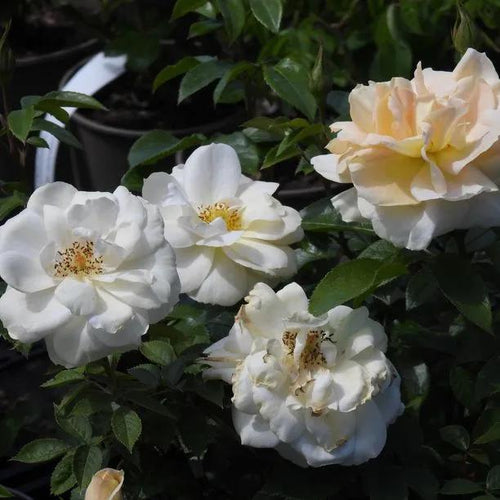 Champagne Moment Floribunda Rose Flowers