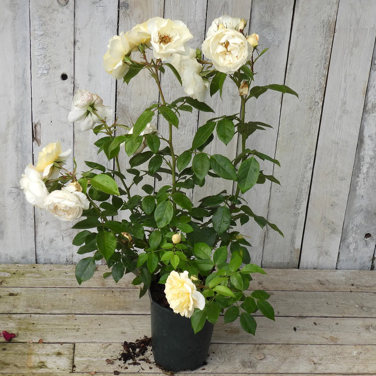 3 litre potted rose - Champagne moment