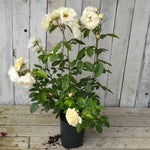 3 litre potted rose - Champagne moment