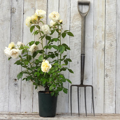 Potted rose (Champagne moment) with white flowers next to a garden fork against a wooden background