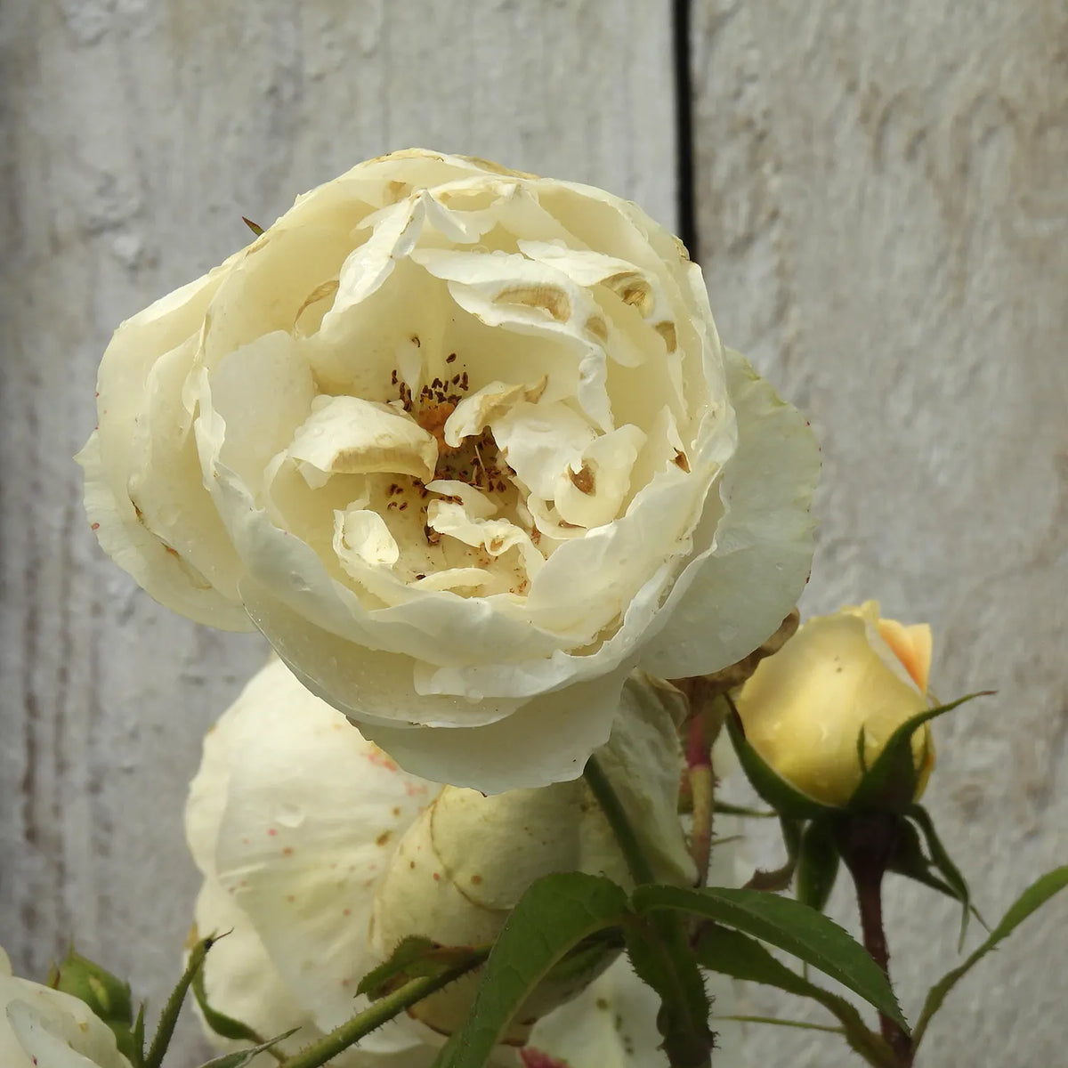 Close-up of a white rose (Champagne moment) with a blurred wooden background