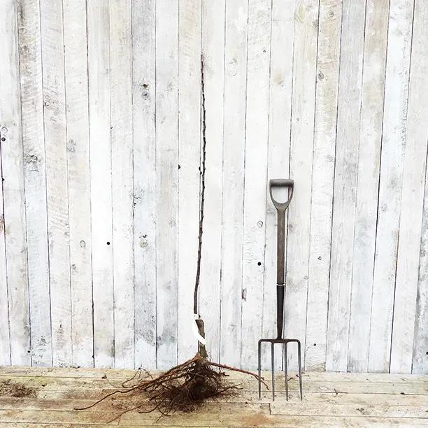 Bareroot Charles Ross Maiden Apple Tree