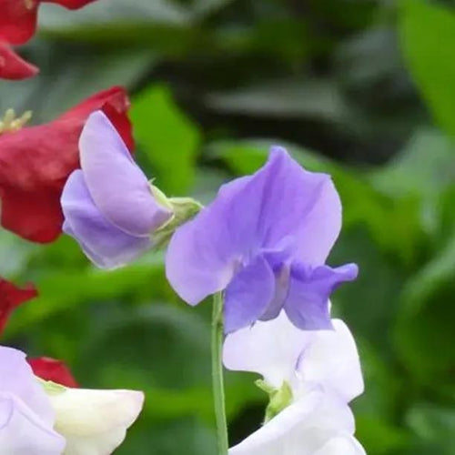 Charlies Angel Sweet Pea Flowers