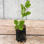 Charlies Angel Sweet Pea Seedling in a Jumbo Plug Showing Good Root Development