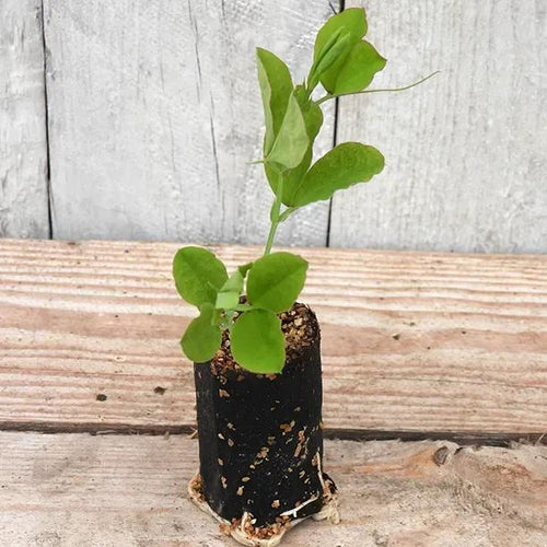 Charlies Angel Sweet Pea Seedling in a Jumbo Plug Showing Good Root Development