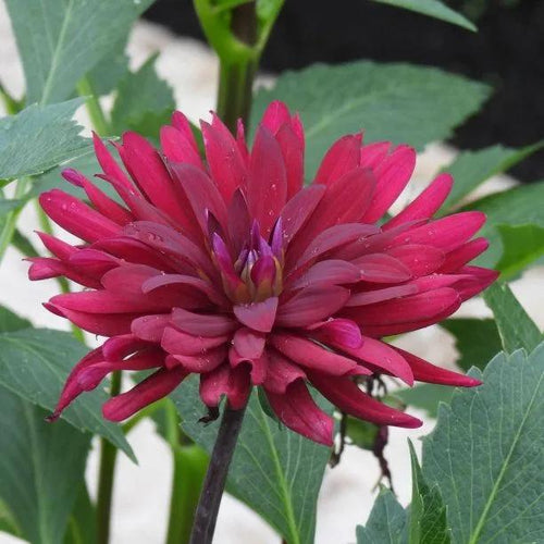 Chat Noir' Cactus Dahlia Flowers