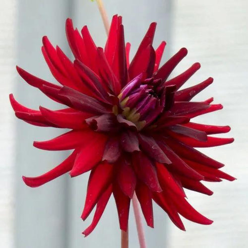 Dahlia Chat Noir Flowers