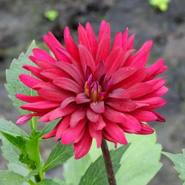 Dahlia - Chat Noir Flowers