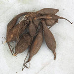 Chat Noir Dahlia Tuber