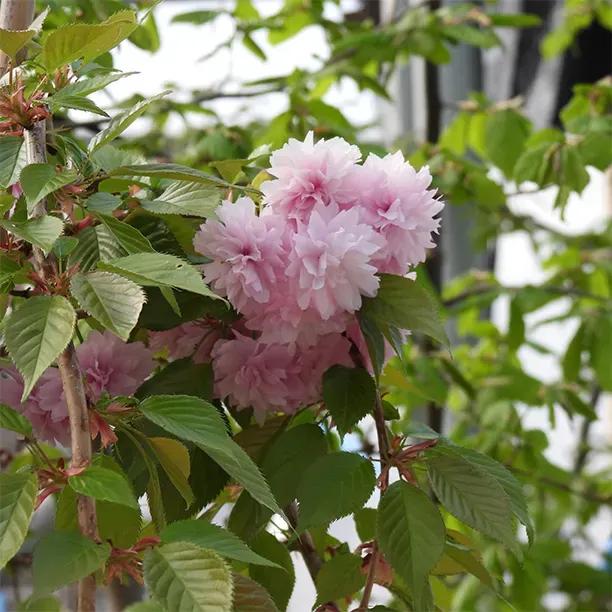 Cheal's Weeping / Kiku-Shidare Japanese Cherry Blossom