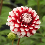 Checkers Dahlia Flowers