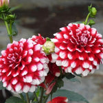 Checkers Dahlia Flowers