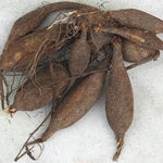 Checkers Dahlia Tuber