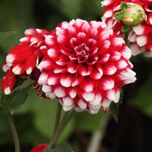Checkers Decorative Dahlia Flowers