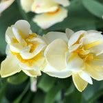 Close Up Cheerfulness Daffodil Flowers