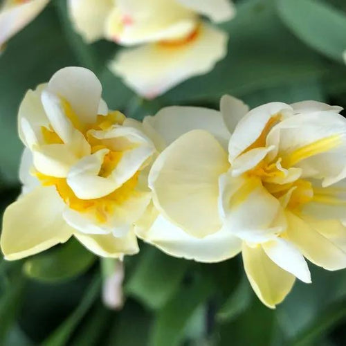 Close Up Cheerfulness Daffodil Flowers