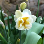Creamy White and Yellow Cheerfulness Daffodil Flowers