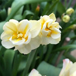 Cheerfulness Daffodil Flowers