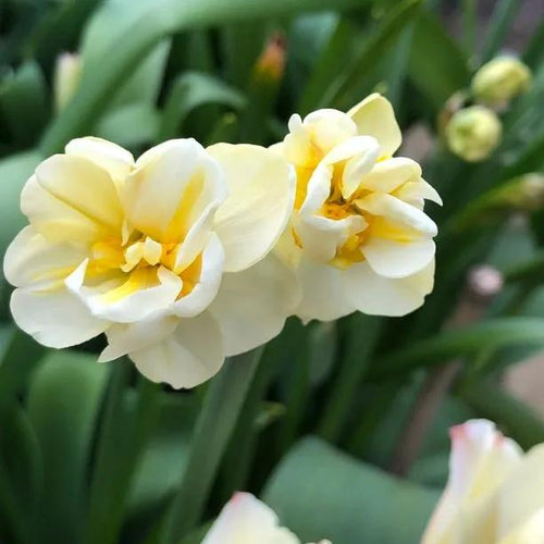Cheerfulness Daffodil Flowers