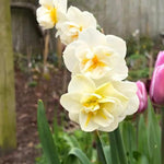 Cheerfulness Daffodil Flowers
