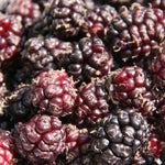 Ripe Chelsea King James Mulberries