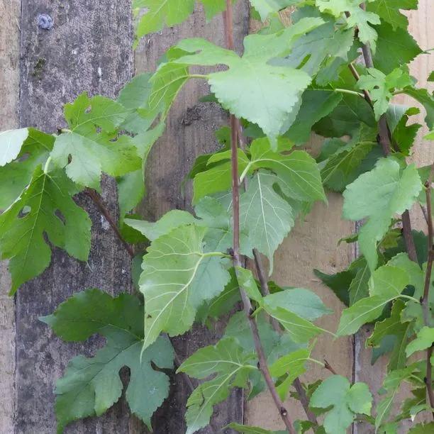 Chelsea King James Mulberry Leaves
