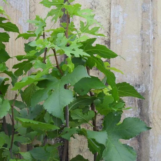 Chelsea King James Mulberry Leaves