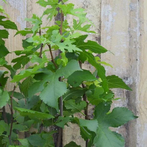 Chelsea King James Mulberry Leaves
