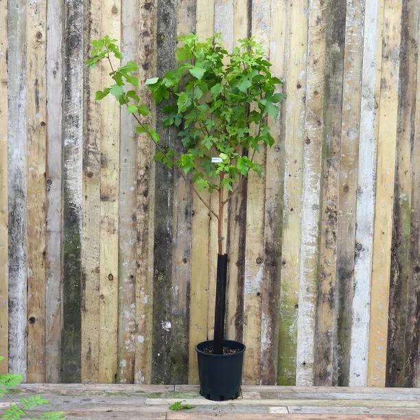 Chelsea King James Mulberry Tree