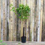 Chelsea King James Mulberry Tree