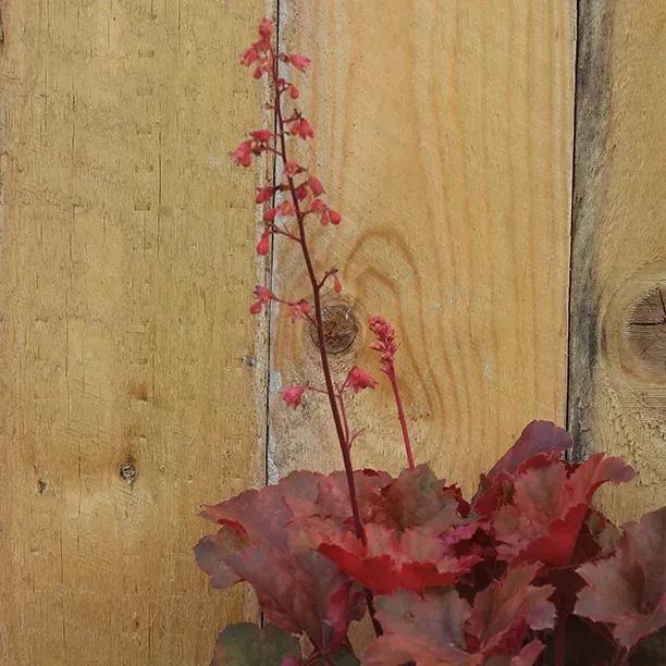 Cherry Cola Heuchera Flowers