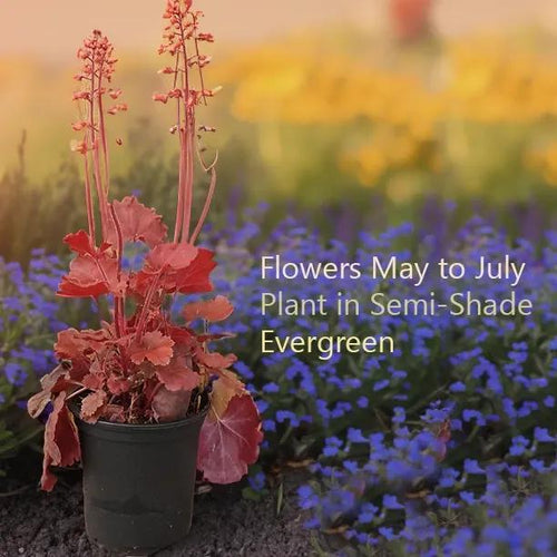 Cherry Cola Heuchera flowers May to July