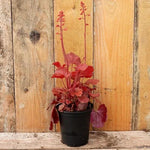 Cherry Cola Heuchera Plant in 9cm pot (P9)