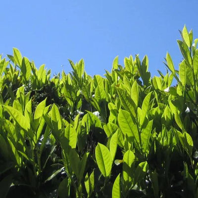 Common Laurel Hedge Leaves