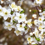 Cherry Plum Flowers