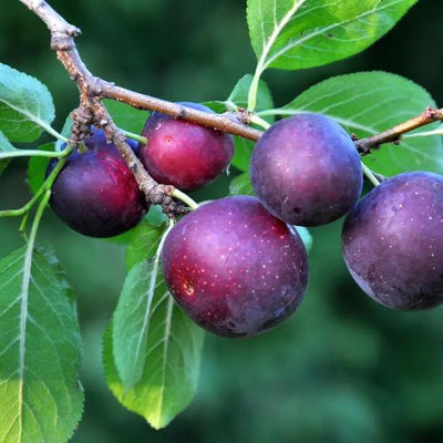 Ripe purple cherry plums growing on cherry plum hedge plant branches with green leaves
