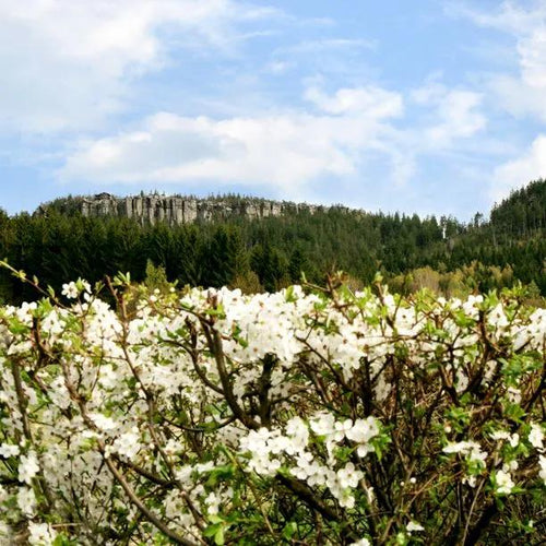 Plum Cherry hedging in flower