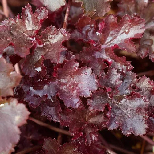 Cherry Truffles Heuchera leaves