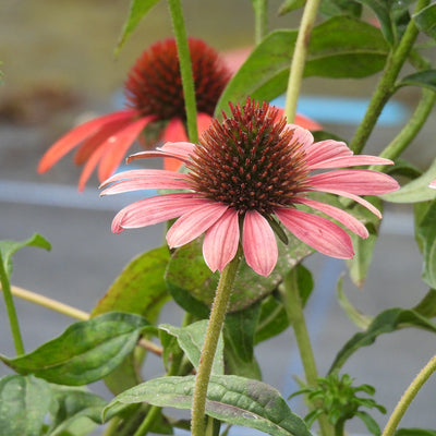 A close-up of a pink coneflower (Echinacea) in full bloom with green leaves and stems, with another flower blurred in the background.