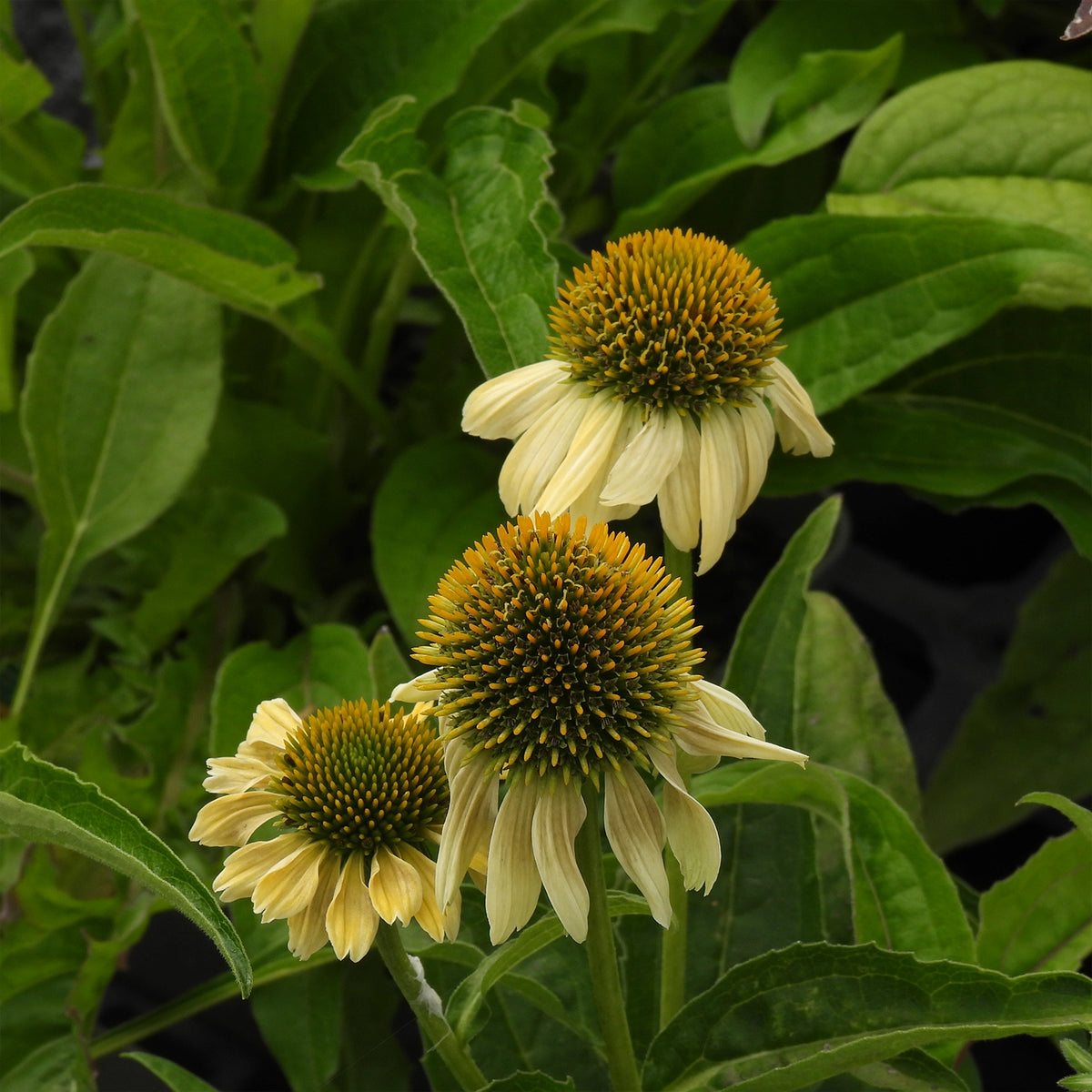 Three coneflowers with pale yellow to cream petals and orange-brown centers growing among green leaves.