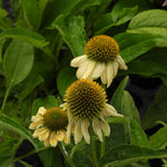 Three coneflowers with pale yellow to cream petals and orange-brown centers growing among green leaves.