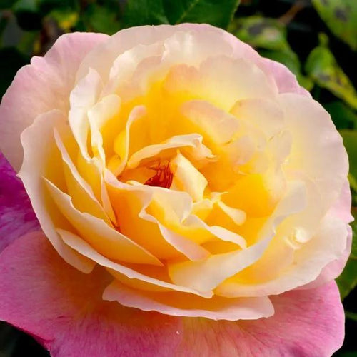 Chicago Peace Hybrid Tea Rose Flowers