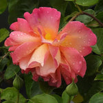 Chicago Peace Rose Flowers in the Rain