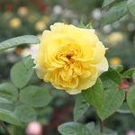 Chinatown Floribunda Rose Flowers