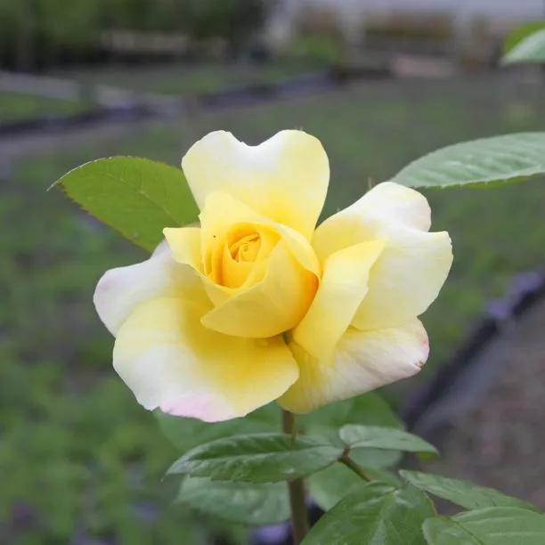 Chinatown Floribunda Rose Flowers